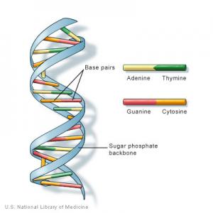 DNA strand photo